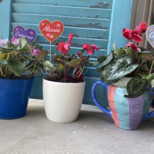 Un ciclamino per ricordare i nostri cari