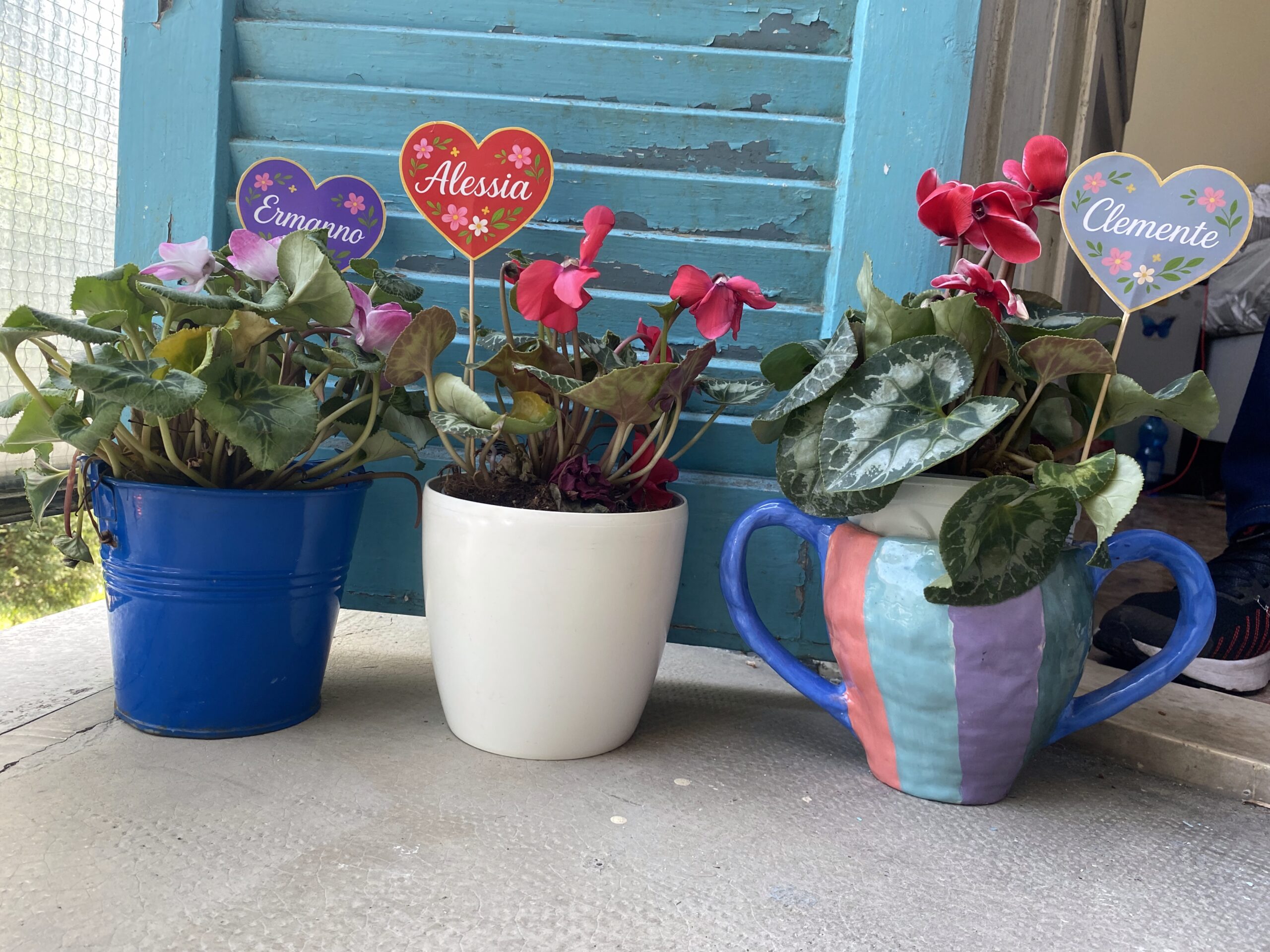 Un ciclamino per ricordare i nostri cari